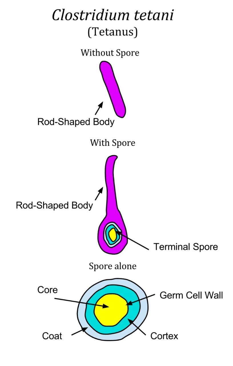 Clostridium-tetani.jpg