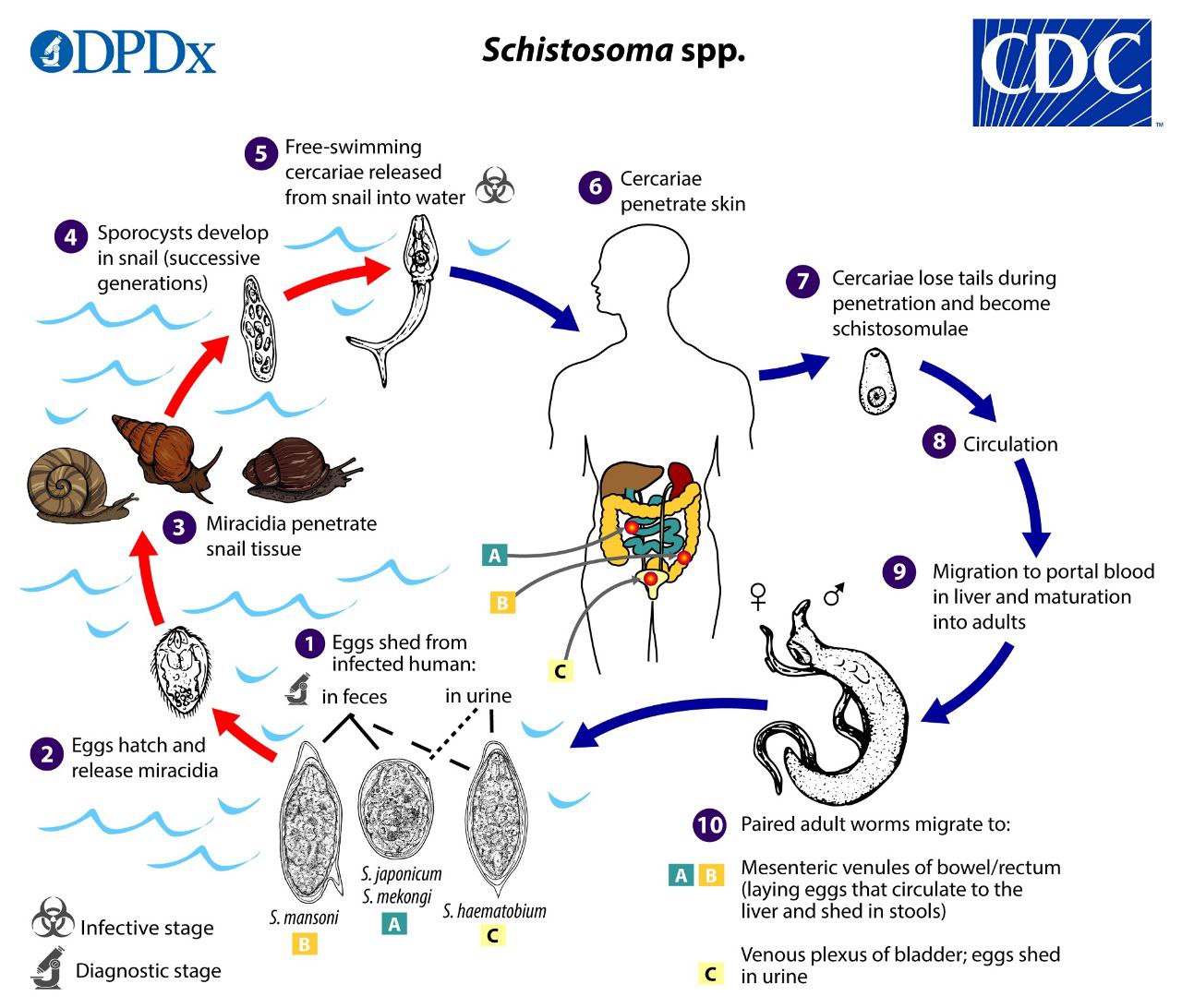 Schistomosiasis.jpg